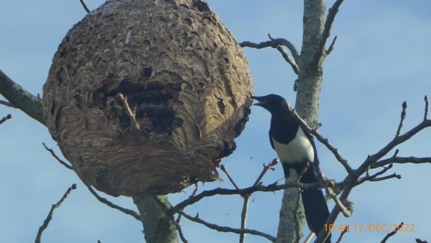 Nid signalé à Bruxelles