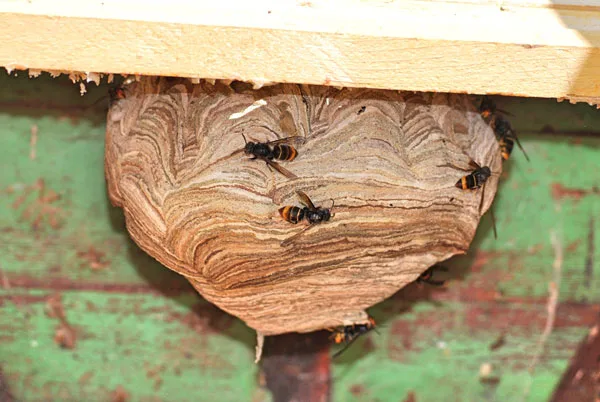 Nid signalé à Schaerbeek