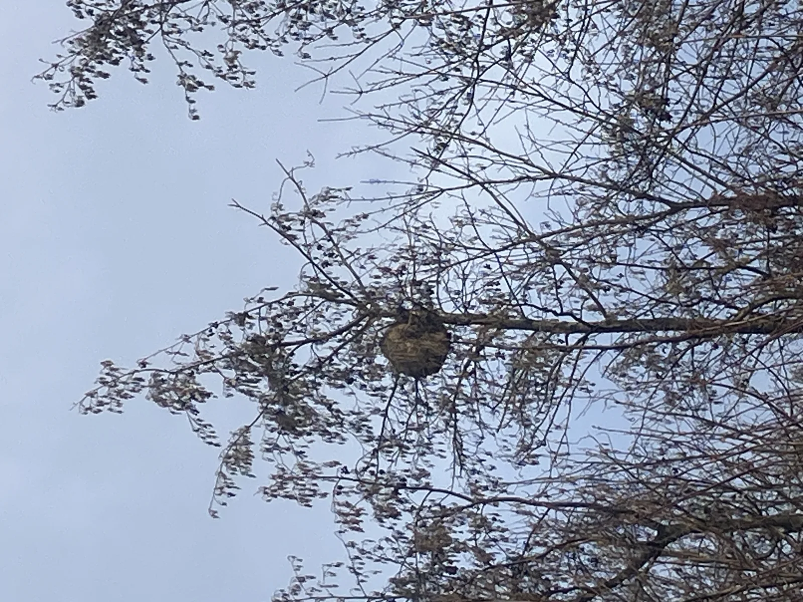 Nid signalé à Seneffe