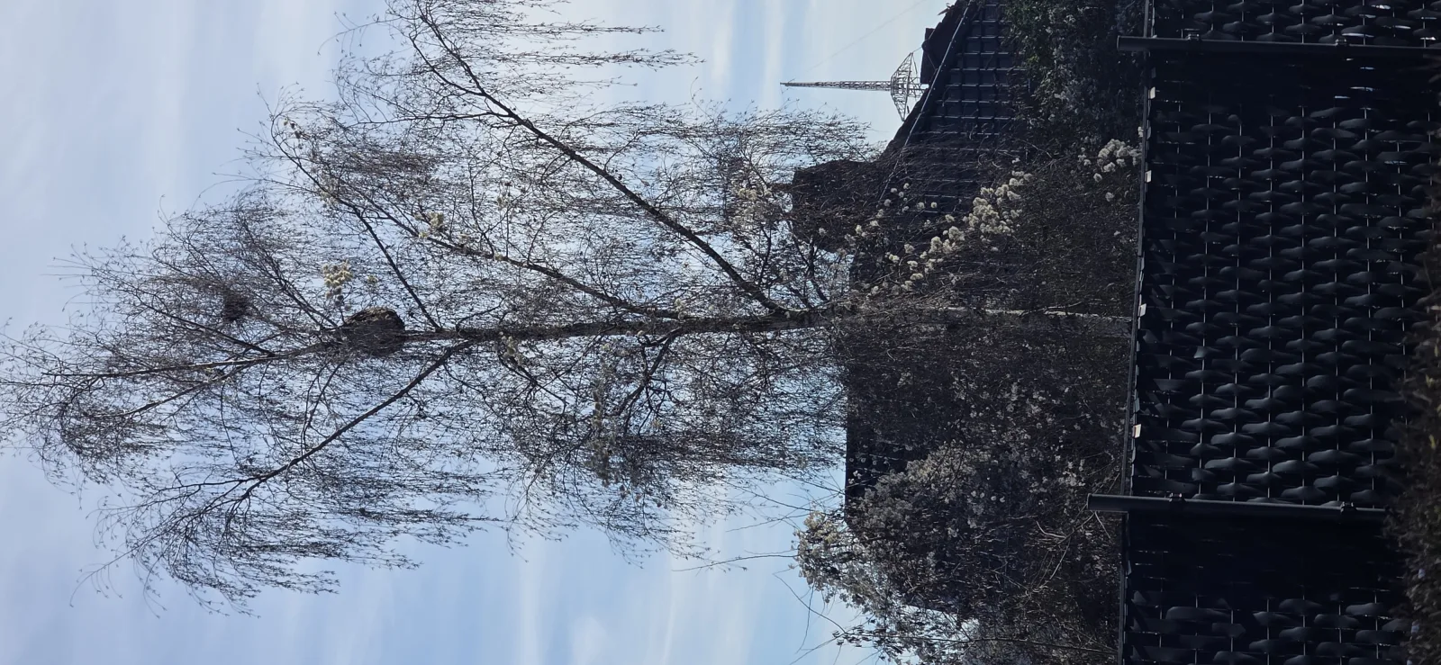 Nid signalé à Charleroi